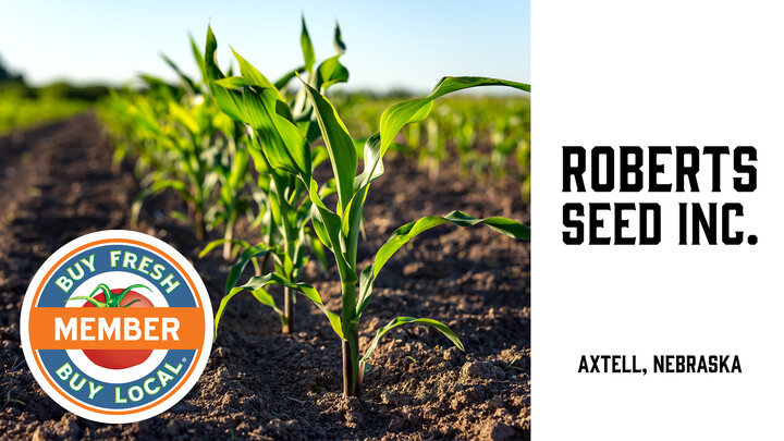 Roberts Seed Spotlight image showing a field of corn