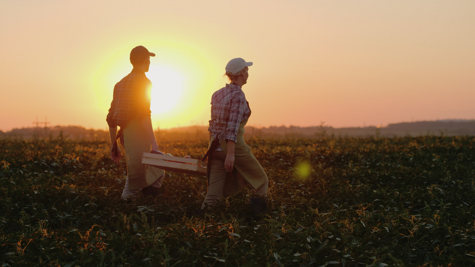 Farmers walking through a field at sunset, carrying a box.